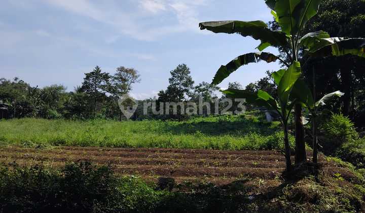 Pasuruan. Tutur Ngembal. Lahan Perkebunan