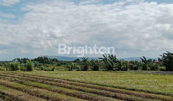 Tanah murah dekat pantai pasut 2