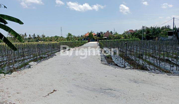 Cheap Land Plot with Sudimare Rice Field View, Tabanan 2