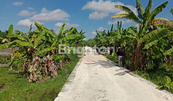 Tanah Kavling Murah Di Desa Pandak Tabanan 2