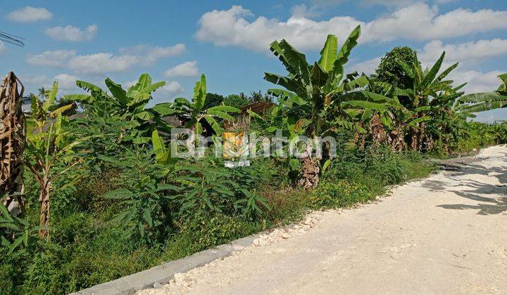 Tanah Kavling Murah Di Desa Pandak Tabanan 1