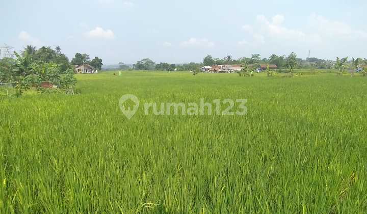 Sawah Bagus 