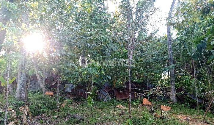 Jual tanah murah luas 320m2, Desa Panji Buleleng  4