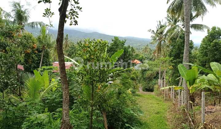 Jual tanah murah luas 320m2, Desa Panji Buleleng  3