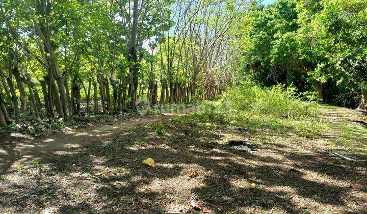 Jual tanah pinggir pantai Pulau Moyo Sumbawa Luas 4 Hektar 4