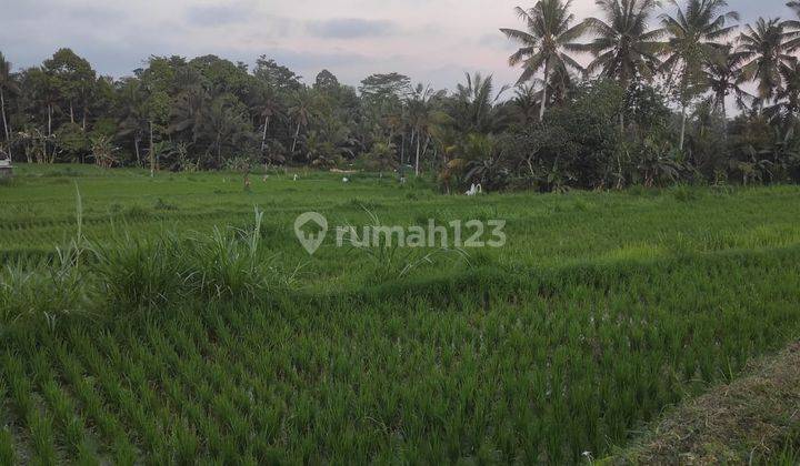 Selling land in a strategic location, Bongkasa Abiansemal Village 2