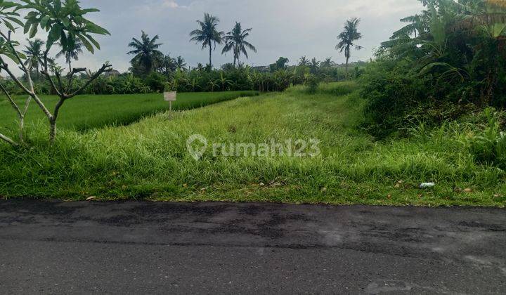 Tanah dikontrakkan 5200m2, lokasi Desa Seseh Munggu 1