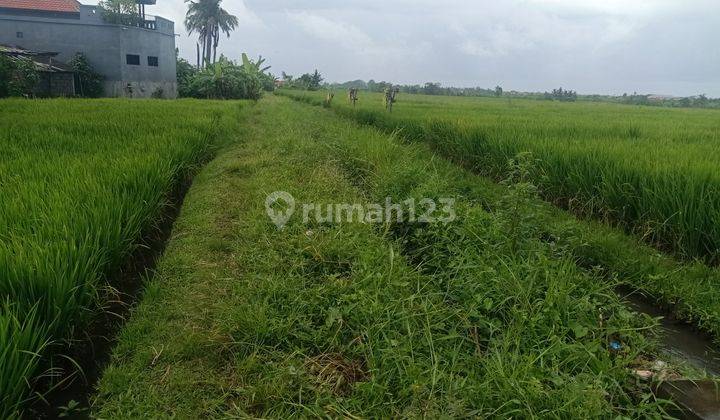 Tanah dikontrakkan 5200m2, lokasi Desa Seseh Munggu 2