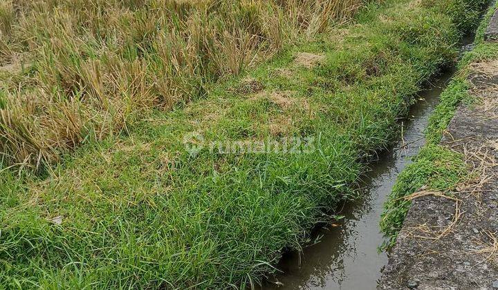 Rice fields, cheap Location Tegaljadi Village Marga Tabanan  1