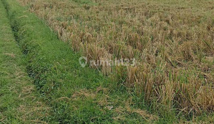 Tanah sawah, murah Lokasi Desa Tegaljadi Marga Tabanan  2