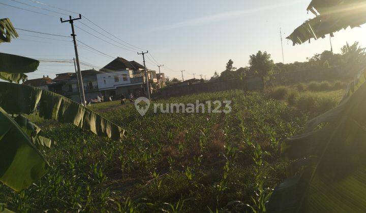 Tanah sewa murah area Renon jalan Sedap Malam 1