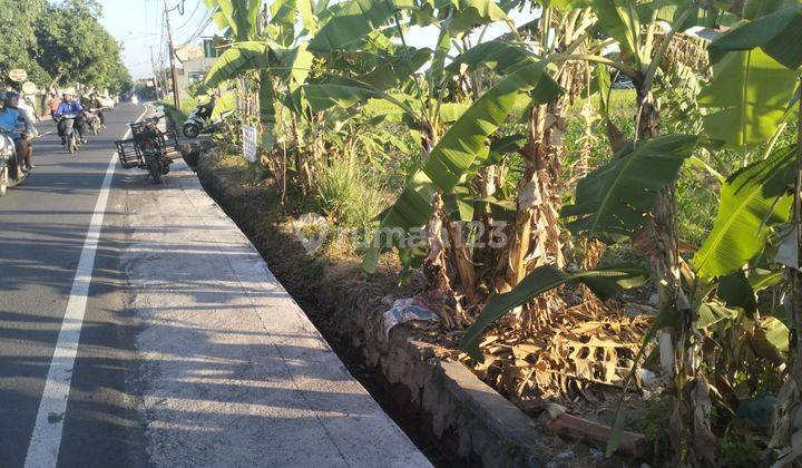 Tanah sewa murah area Renon jalan Sedap Malam 2