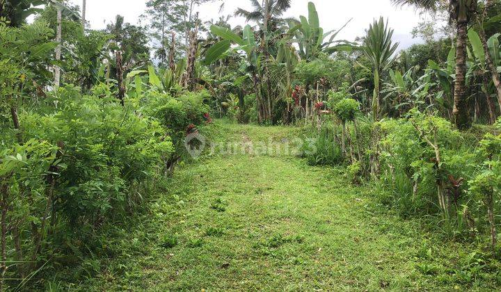 Tanah murah Tegal Lalang Ubud  Gianyar 1