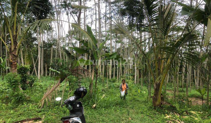 Tanah murah Tegal Lalang Ubud  Gianyar 2