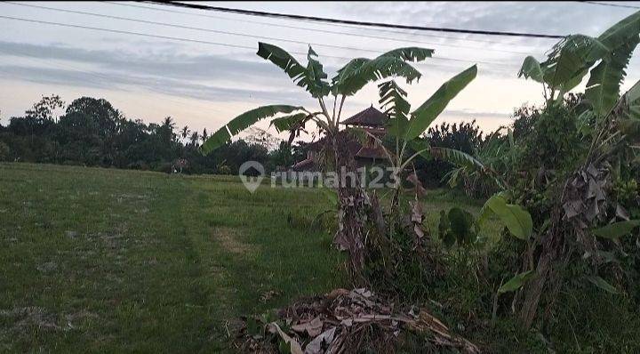 Tanah murah disewakan Desa Buwit Kaba Kaba Kediri Tabanan 2