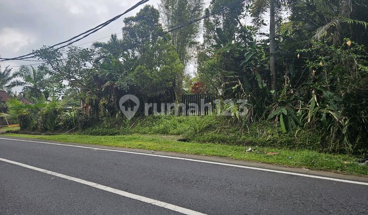 Garden Land on Main Street, Pupuan Tabanan Garden Land on Main Street, Pupuan Tabanan