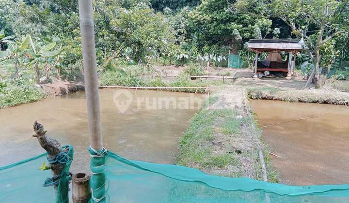 Dijual Murah Tanah Kolam Empang Bebas Banjir Luas 742 Meter Dekat Gerbang Tol Borr Di Sukmajaya Tajur Halang Bogor 
