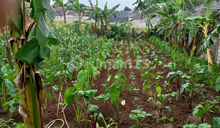 Dijual Murah Tanah 435 Meter SHM Bebas Strategis Dekat Pintu Tol Sawangan di Pasir Putih Sawangan Depok Dijual Murah Tanah 435 Meter SHM Bebas Strategis Dekat Pintu Tol Sawangan di Pasir Putih Sawangan Depok