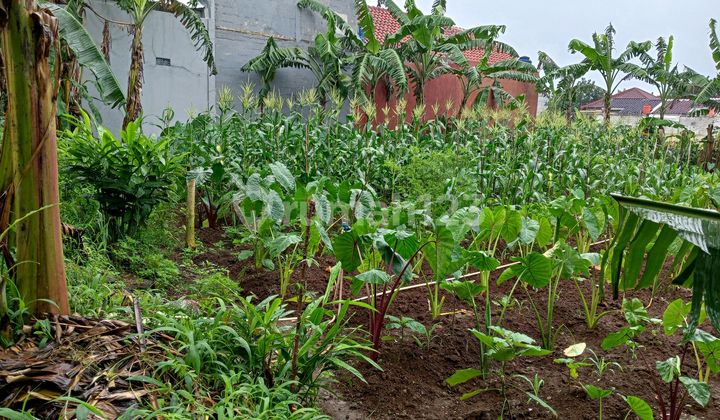 Dijual Murah Tanah 435 Meter SHM Cocok untuk Rumah Tinggal Strategis Bebas Banjir Dekat Pusat Kota di Sawangan Depok