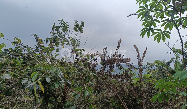 Tanah Matang Siap Bangun, Lok Pasirjambu Ciwidey, Akses 2 Mobil