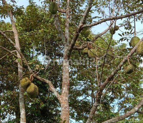 Kebon Durian Monthong Produktif Lok Namang Bangka Tengah