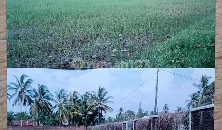 Dijual Tanah Di Pinggir Jalan Serang Banten Murah Dijual Tanah Di Pinggir Jalan Serang Banten Murah