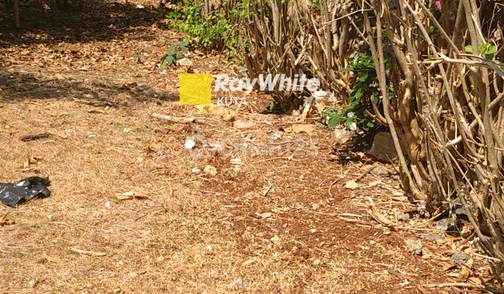 Tanah 50 Are Ungasan Di Sewakan, Bukit Jimbaran, Badung 6