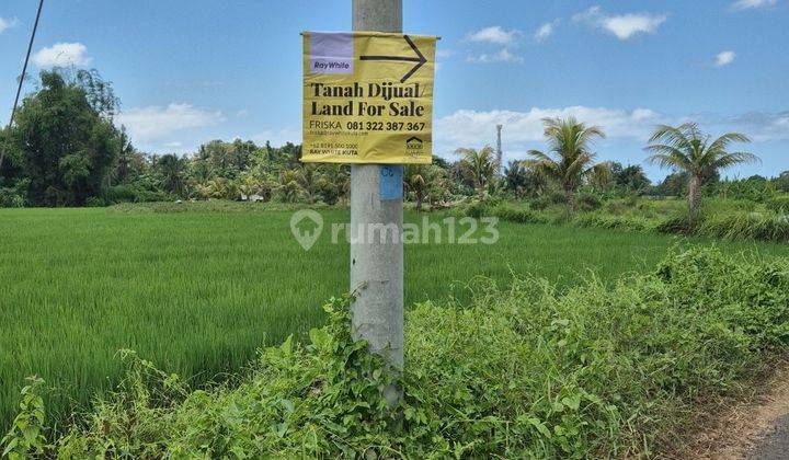  Land for Sale. View of the Abian Semal Angantaka Badung rice fields 2