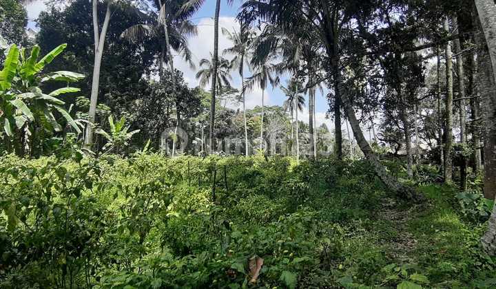 Land for Sale in Keliki Kawan, Tegal Alang, Ubud Land for Sale in Keliki Kawan, Tegal Alang, Ubud