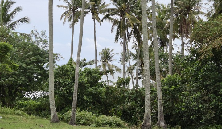 A Plot of Land Just 30 Meters from the Beach, Located in Antap, Soka, Tabanan, Bali.