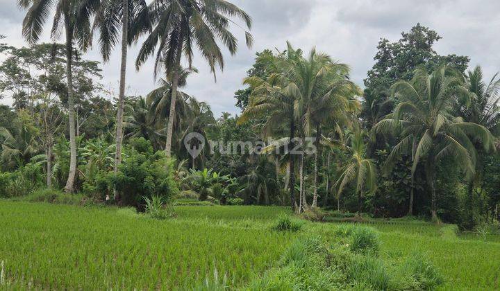 Tanah View Sawah lokasi Kenderan Ubud  1