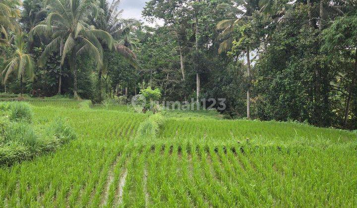 Tanah View Sawah lokasi Kenderan Ubud  2