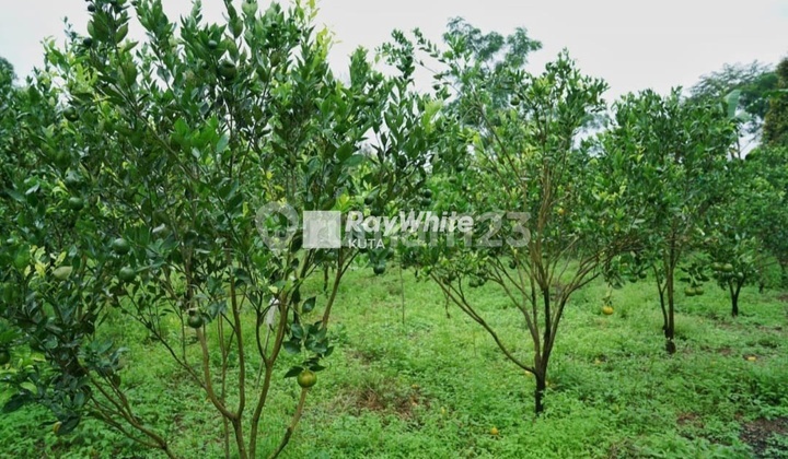Tanah View Gunung Di Desa Pelaga Kintamani Bali 5