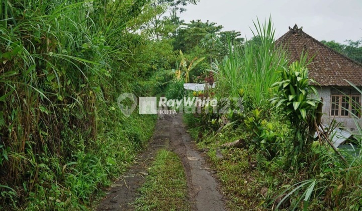 Tanah View Gunung Di Desa Pelaga Kintamani Bali 6