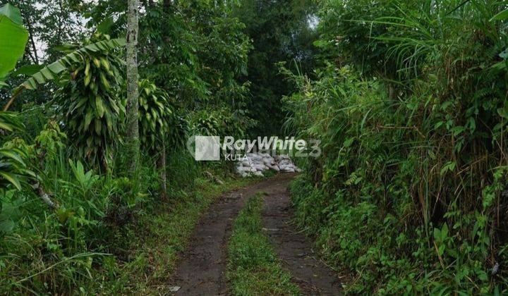 Tanah View Gunung Di Desa Pelaga Kintamani Bali 9