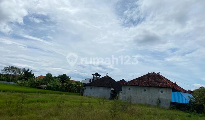 Rice Field View Land In Munggu, Bali 3