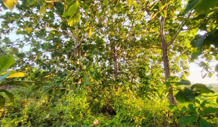 Strategic Location Land In Mainroad Balangan 5
