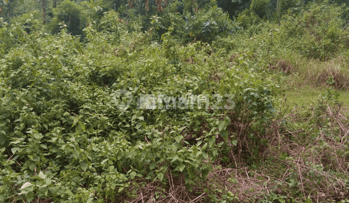 Land Very Close To The Main Road Of Uluwatu, Kuta Selatan, Bali Land Very Close To The Main Road Of Uluwatu, Kuta Selatan, Bali