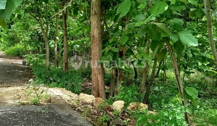 Land for leasehold Location Ungasan Balangan