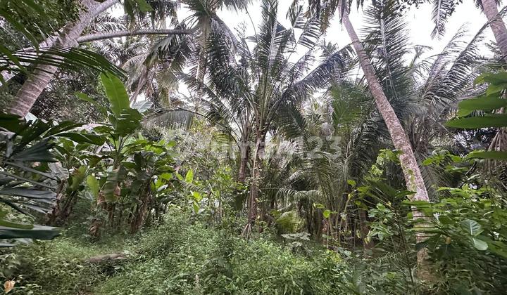 Beautiful Land Near Saba Beach Beautiful Land Near Saba Beach