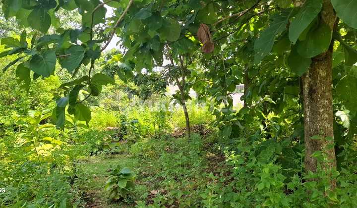 Balangan Yellow Zone Leasehold 7.0 Are Very Beautiful