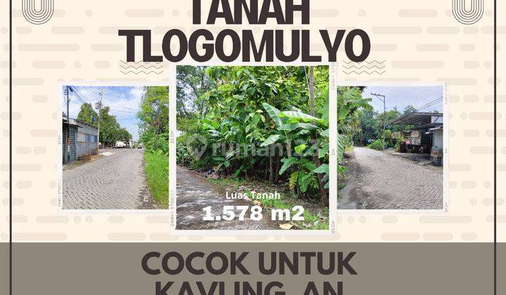 Tanah Tlogomulyo Cocok Untuk Kavlingan Atau Cluster 1