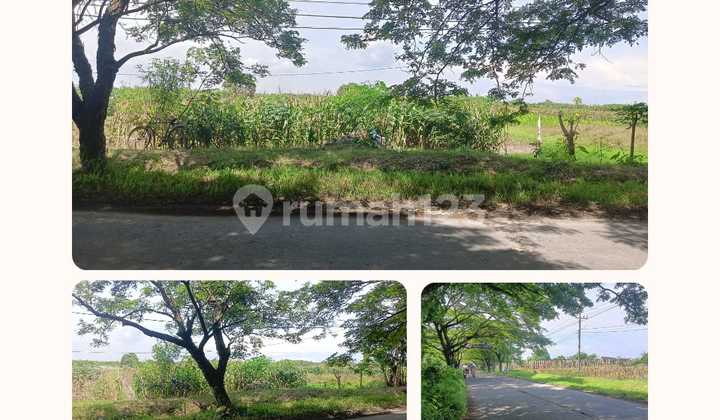 Tanah Luas Pinggir Jalan Raya Brumbung Onggorawe Mranggen Demak Cocok Untuk Usaha Tanah Luas Pinggir Jalan Raya Brumbung Onggorawe Mranggen Demak Cocok Untuk Usaha