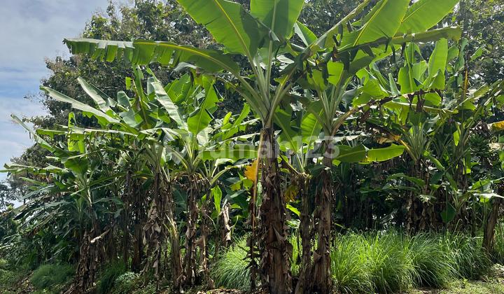 Tanah Luas SHM Wonoplumbon Mijen Potensial Perumahan dan Investasi 2