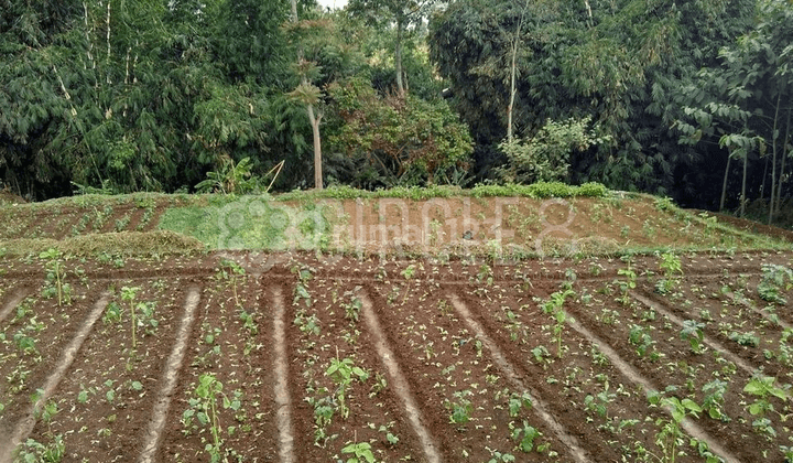 Calon Tempat Tinggal Impian Beli Tanah Luas di Cisarua Bandung 2