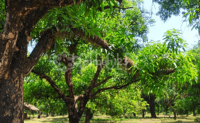 Dijual Tanah Produktif Di Kebun Mangga Majalengka 2