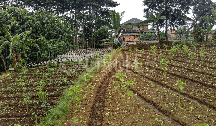 Calon Tempat Tinggal Impian Beli Tanah Luas di Cisarua Bandung 1