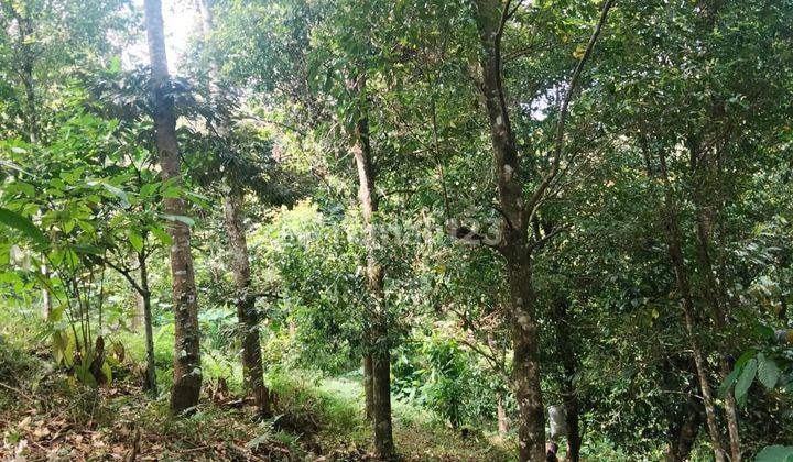 Tanah kebun cengkeh desa tigawasa Buleleng Singaraja (0) 2