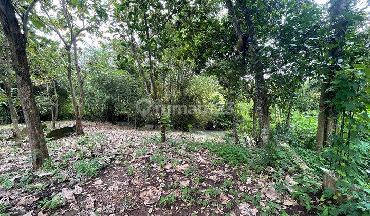Tanah Hadap sungai 5 menit ke Pantai Kedungu 
(1/9) 4