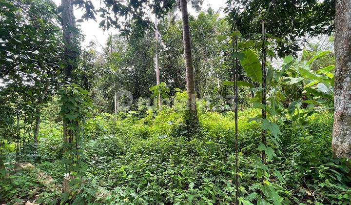 Tanah Hadap sungai 5 menit ke Pantai Kedungu 
(1/9) 6